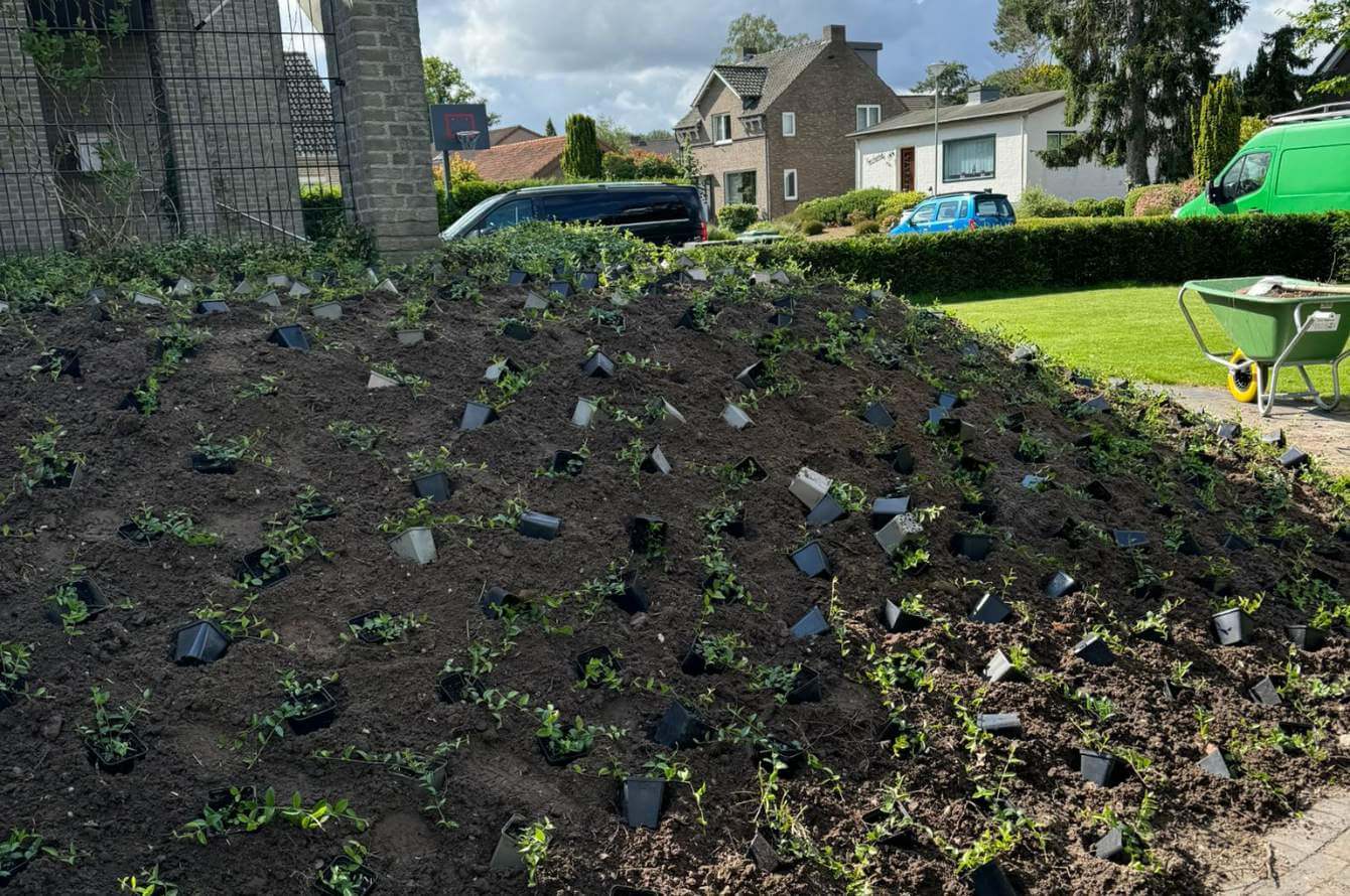 Beplanting voortuin